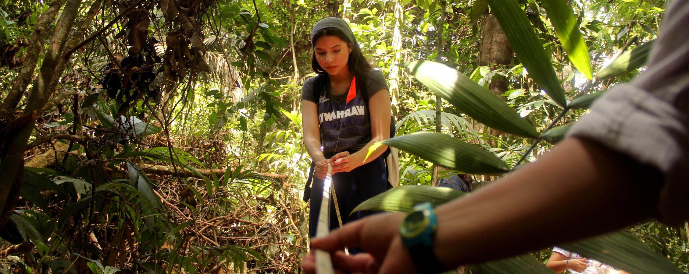 A person uses a measuring tool in the jungle.